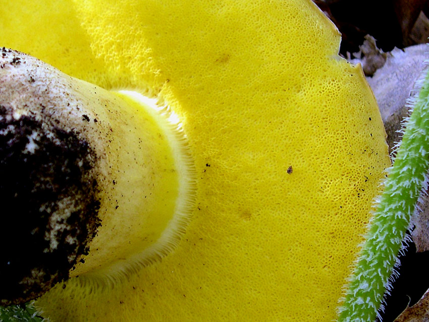 Qualche ritrovamento di Domenica 17/10